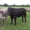 akers_heifers with a crossbred steer