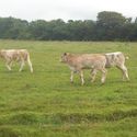 ev_bengal_and_cesar_sired_calves2