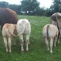 ev2_and_3_mth_old_baz_sired_calves2