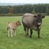 cf_houselop delightful with pure heifer calf