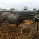 marsh honey and imprevu sired newborn calf 1