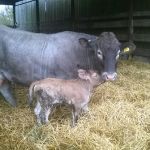 marsh honey and imprevu sired newborn calf 3